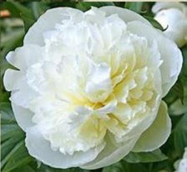 Pfingstrose weiß - 1 Blüte